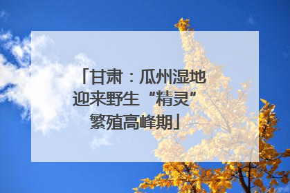 甘肃：瓜州湿地迎来野生“精灵”繁殖高峰期