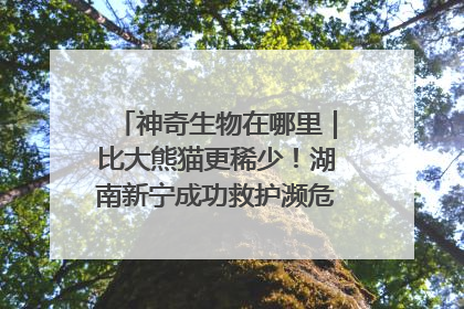 神奇生物在哪里｜比大熊猫更稀少！湖南新宁成功救护濒危鸟类海南鳽