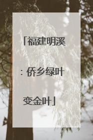 福建明溪：侨乡绿叶变金叶