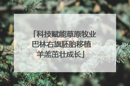 科技赋能草原牧业 巴林右旗胚胎移植羊羔茁壮成长