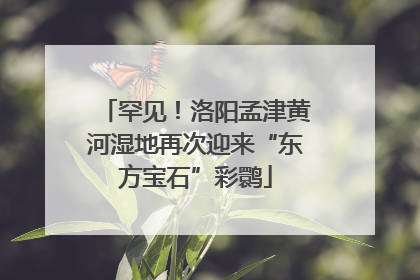 罕见！洛阳孟津黄河湿地再次迎来“东方宝石”彩鹮