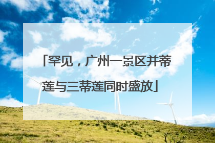罕见，广州一景区并蒂莲与三蒂莲同时盛放