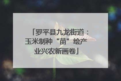 罗平县九龙街道：玉米制种“苗”绘产业兴农新画卷