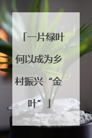 一片绿叶何以成为乡村振兴“金叶”