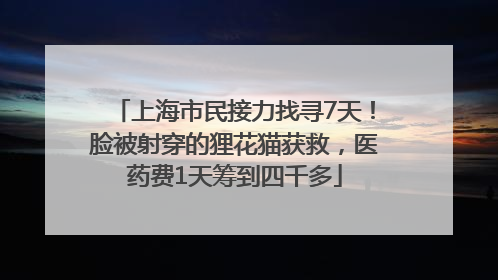 上海市民接力找寻7天！脸被射穿的狸花猫获救，医药费1天筹到四千多