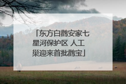 东方白鹳安家七星河保护区 人工巢迎来首批鹳宝