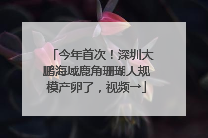 今年首次！深圳大鹏海域鹿角珊瑚大规模产卵了，视频→
