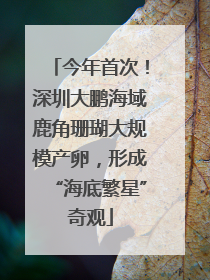 今年首次！深圳大鹏海域鹿角珊瑚大规模产卵，形成“海底繁星”奇观