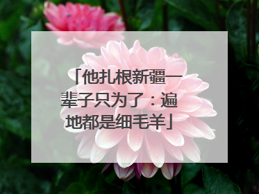 他扎根新疆一辈子只为了：遍地都是细毛羊