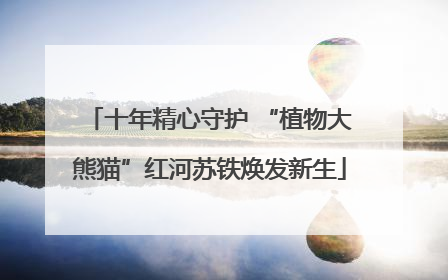 十年精心守护 “植物大熊猫”红河苏铁焕发新生
