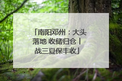 南阳邓州：大头落地 收储归仓丨战三夏保丰收