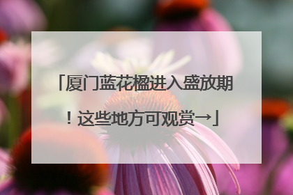厦门蓝花楹进入盛放期！这些地方可观赏→