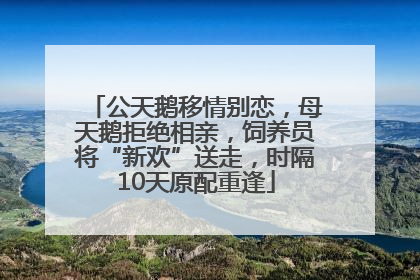 公天鹅移情别恋，母天鹅拒绝相亲，饲养员将“新欢”送走，时隔10天原配重逢