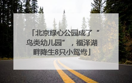 北京绿心公园成了“鸟类幼儿园”，福泽湖畔降生8只小鸳鸯