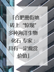合肥罍街地砖上“惊现”多种海洋生物化石 专家：具有一定观赏价值