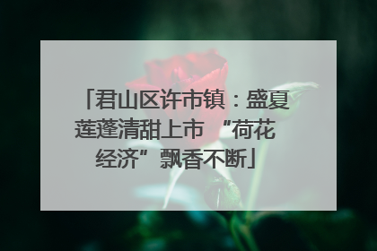 君山区许市镇：盛夏莲蓬清甜上市 “荷花经济”飘香不断