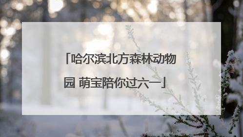 哈尔滨北方森林动物园 萌宝陪你过六一