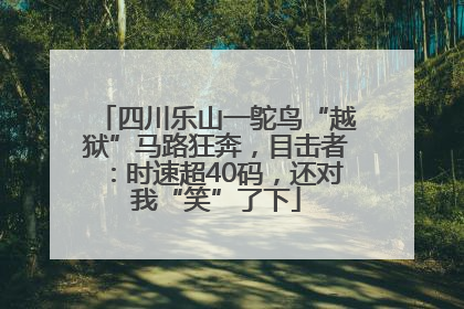 四川乐山一鸵鸟“越狱”马路狂奔，目击者：时速超40码，还对我“笑”了下