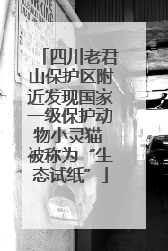 四川老君山保护区附近发现国家一级保护动物小灵猫 被称为“生态试纸”