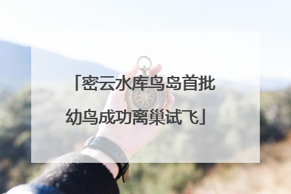 密云水库鸟岛首批幼鸟成功离巢试飞