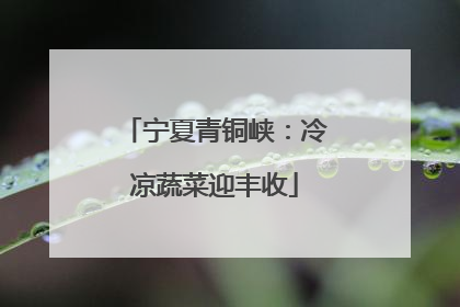 宁夏青铜峡：冷凉蔬菜迎丰收