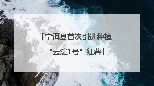 宁洱县首次引进种植“云淀1号”红薯