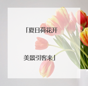 夏日荷花开 美景引客来
