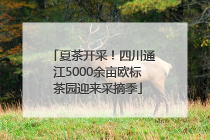 夏茶开采！四川通江5000余亩欧标茶园迎来采摘季
