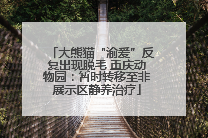 大熊猫“渝爱”反复出现脱毛 重庆动物园：暂时转移至非展示区静养治疗