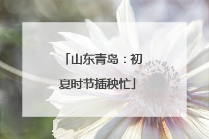 山东青岛：初夏时节插秧忙