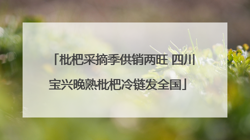 枇杷采摘季供销两旺 四川宝兴晚熟枇杷冷链发全国