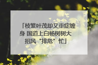 枝繁叶茂却又重症缠身 国道上白杨树树大招风“排危”忙