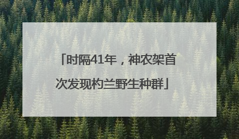 时隔41年，神农架首次发现杓兰野生种群