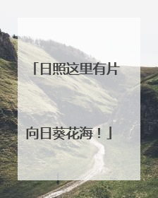 日照这里有片向日葵花海！