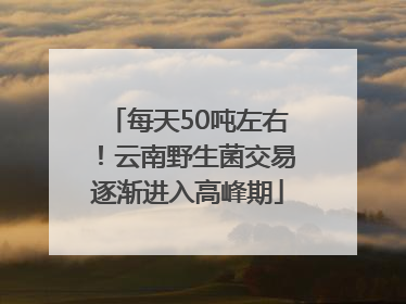 每天50吨左右！云南野生菌交易逐渐进入高峰期