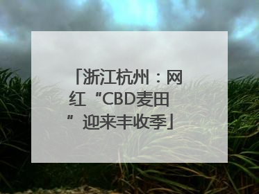 浙江杭州：网红“CBD麦田”迎来丰收季