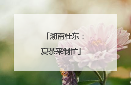 湖南桂东：夏茶采制忙
