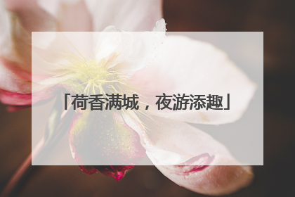 荷香满城，夜游添趣