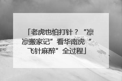 老虎也怕打针？“凛凛搬家记”看华南虎“飞针麻醉”全过程