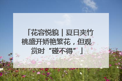 花容悦貌｜夏日夹竹桃盛开娇艳繁花，但观赏时“碰不得”