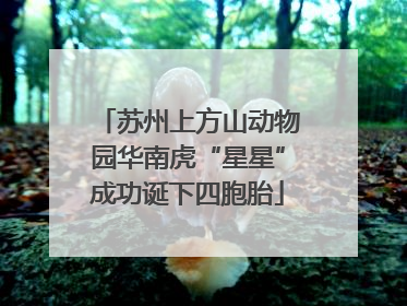 苏州上方山动物园华南虎“星星”成功诞下四胞胎