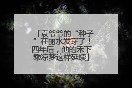 袁爷爷的“种子”在丽水发芽了！四年后，他的禾下乘凉梦这样延续