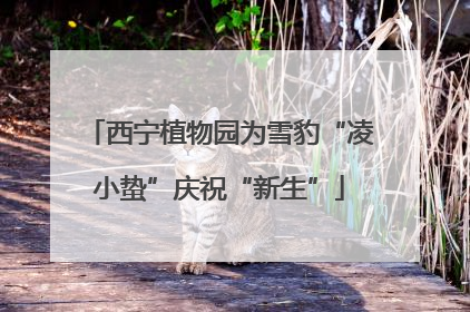 西宁植物园为雪豹“凌小蛰”庆祝“新生”
