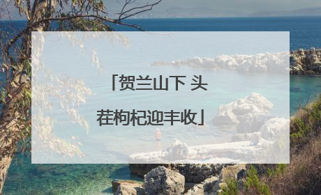 贺兰山下 头茬枸杞迎丰收