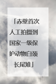赤壁首次人工拍摄到国家一级保护动物白颈长尾雉