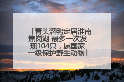 青头潜鸭定居淮南焦岗湖 最多一次发现104只，属国家一级保护野生动物