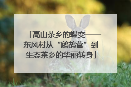 高山茶乡的蝶变——东风村从“鹧鸪营”到生态茶乡的华丽转身