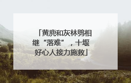 黄麂和灰林鸮相继“落难”，十堰好心人接力施救