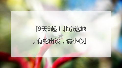 9天9起！北京这地，有蛇出没，请小心